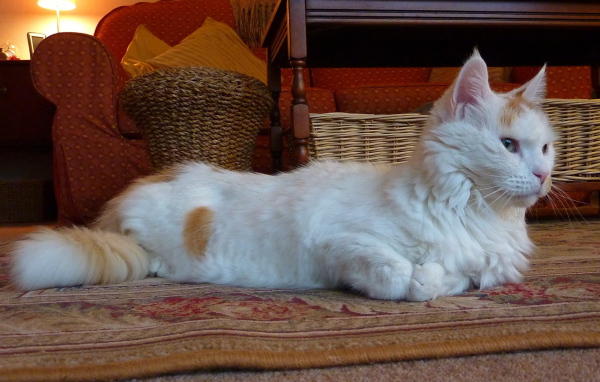 Домашний турецкий ван