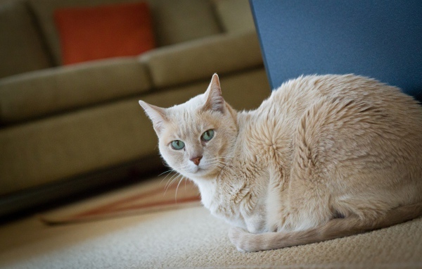 Домашний кот австралийский мист