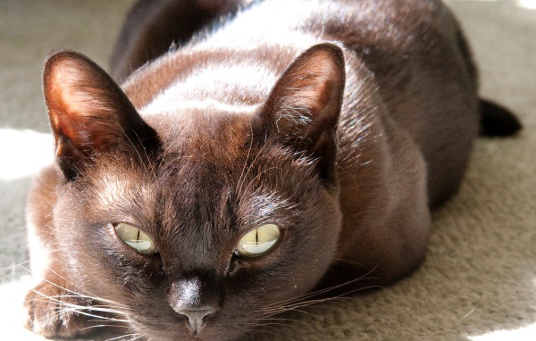 Охотник бурманская кошка