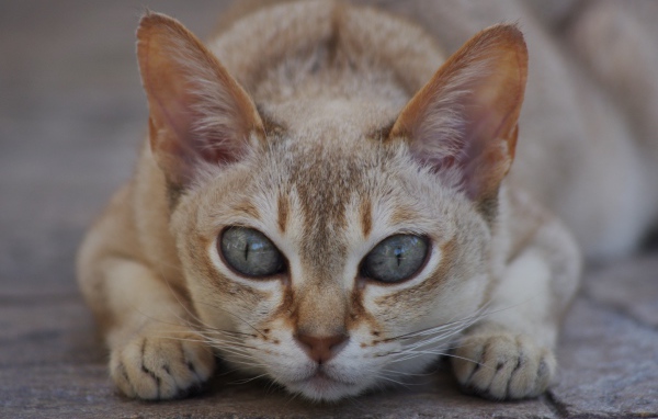 Охотник сингапурская кошка