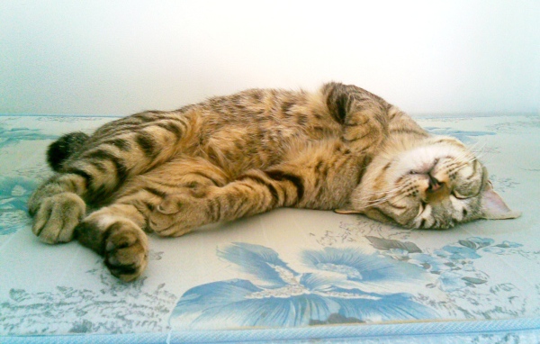 Японский бобтейл балдеет