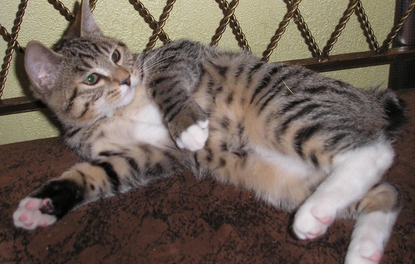 Японский бобтейл лежит