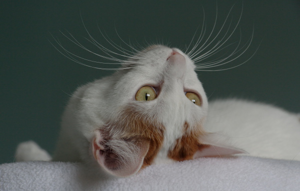 Японский бобтейл смотрит вверх