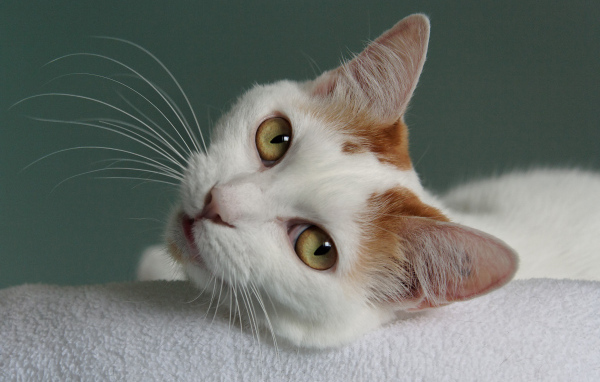 Глаза кота японский бобтейл