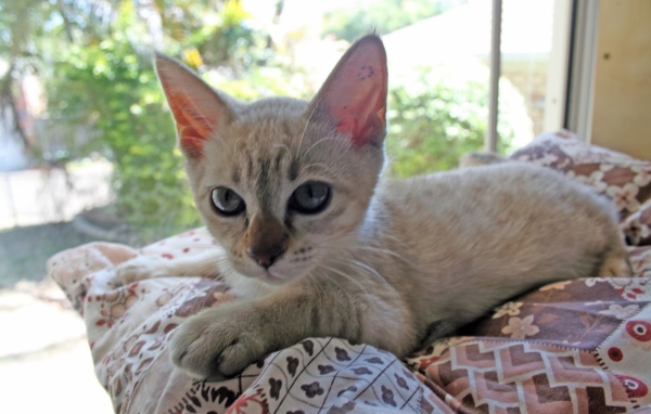 Котенок породы австралийский мист