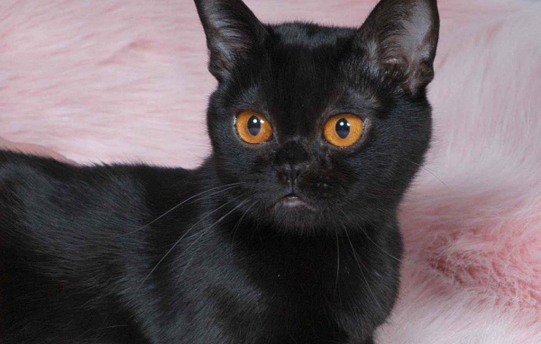 Котенок породы бомбейская кошка