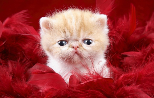 Котенок на красном фоне