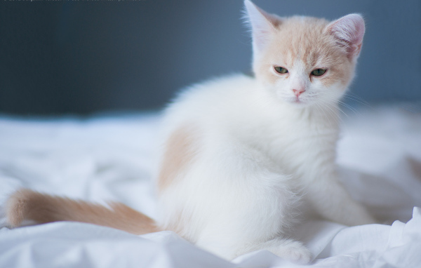 Котенок на белой постели