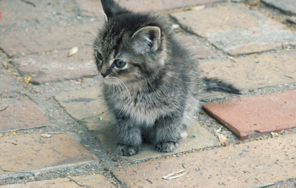 Котенок на улице