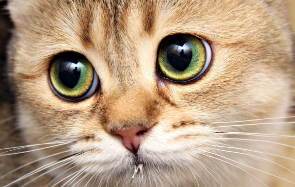 Котенок с выразительными глазами