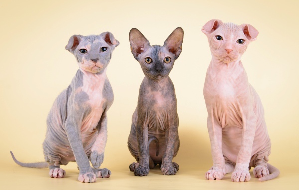 Котята украинский левкой