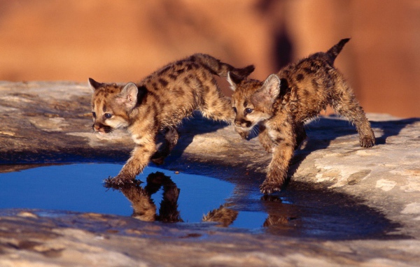Котята бегут по воде