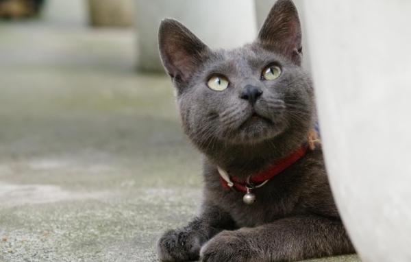 Кот корат смотрит вверх