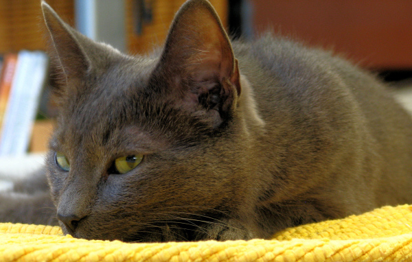 Корат лежит на коврике