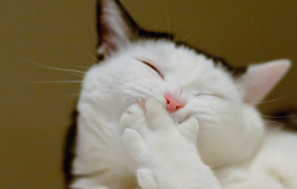 Смеющийся кот