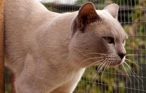 Светлая бурманская кошка