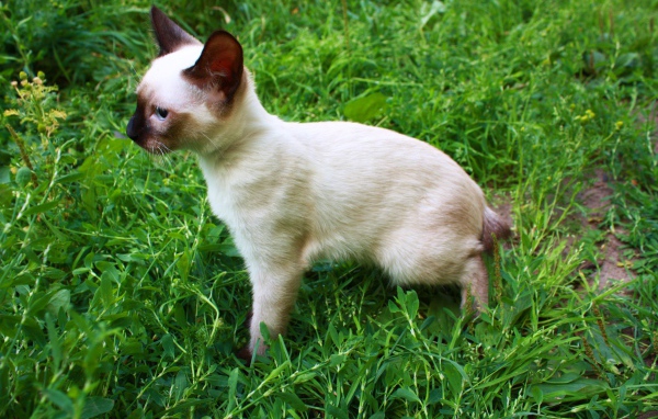 Маленький меконгский бобтейл на траве