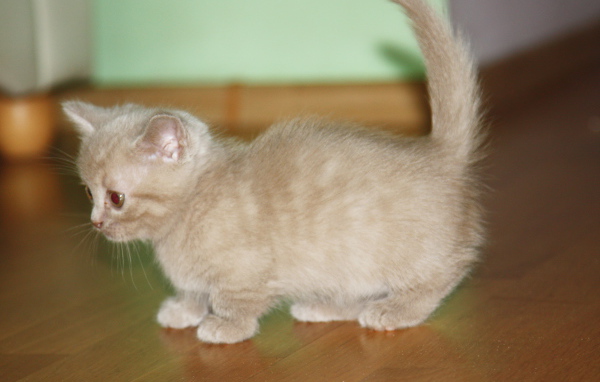 Маленький котенок манчкин