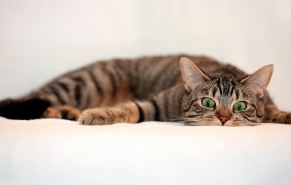 Oбезумевший кот