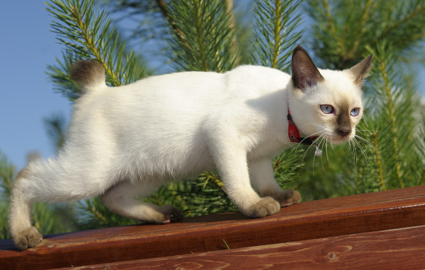 Меконгский бобтейл на улице