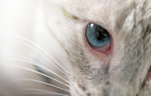 Глаз кошки меконгский бобтейл