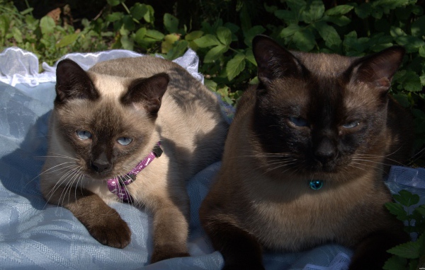 Коты породы меконгский бобтейл