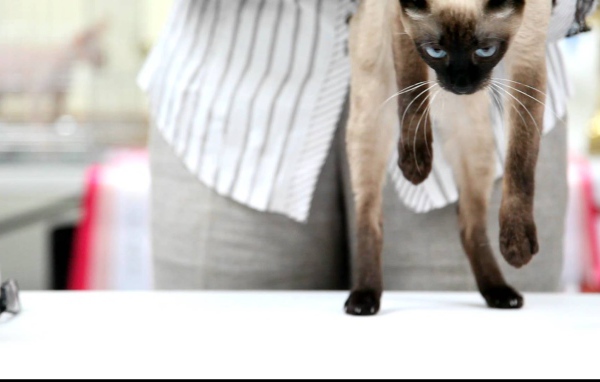 Меконгский бобтейл стоит на задних лапах