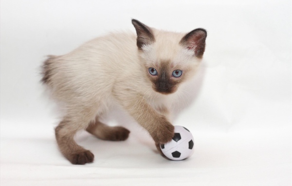 Котенок меконгский бобтейл с мячом
