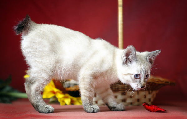 Меконгский бобтейл на красном фоне