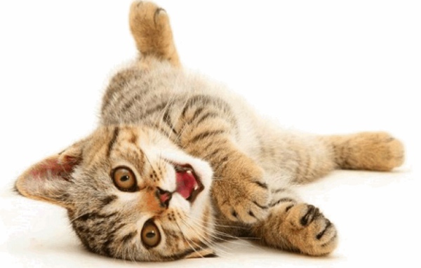 Веселая американская жесткошерстная кошка