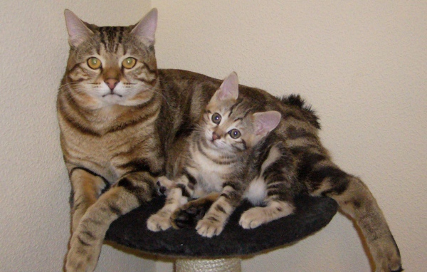 Мама курильский бобтейл с котенком