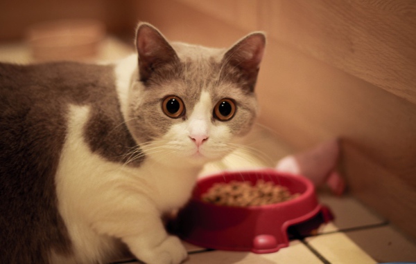 Кот манчкин у кормушки