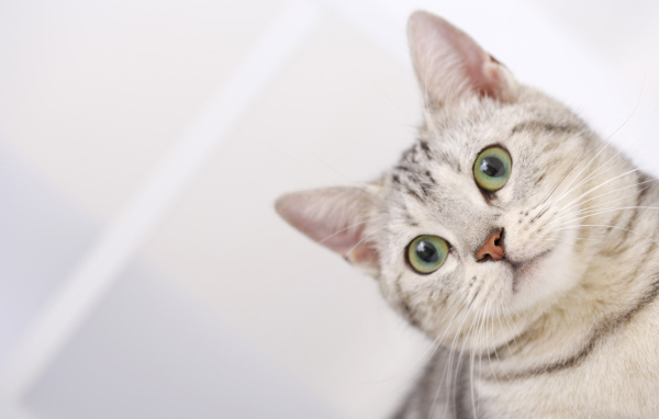 Мордочка американской короткошерстной кошки