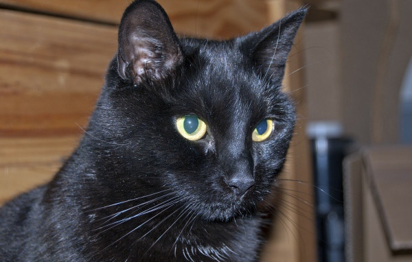 Мордочка бомбейской кошки