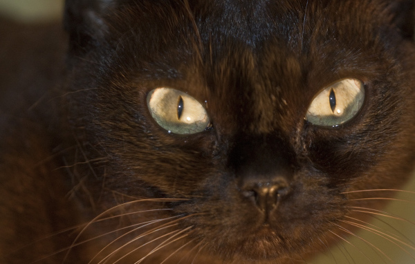 Мордочка бурманской кошки