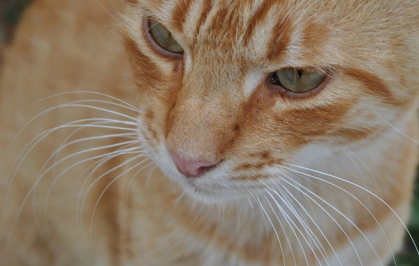 Мордочка курильского бобтейла