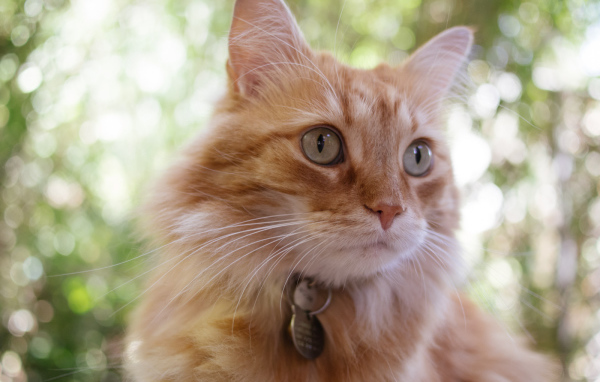 Мордочка кота кимрик