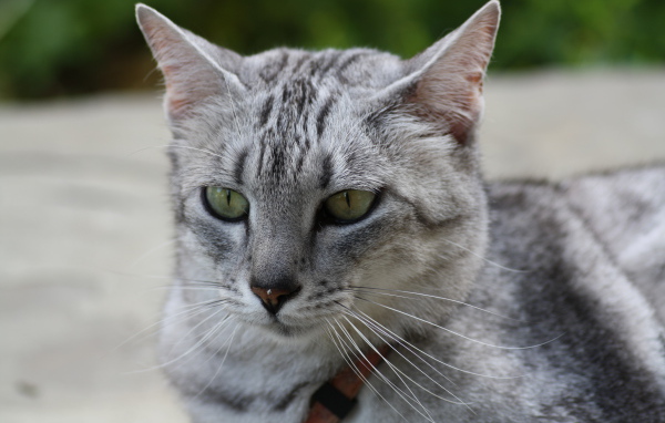 Мордочка кота египетская мау