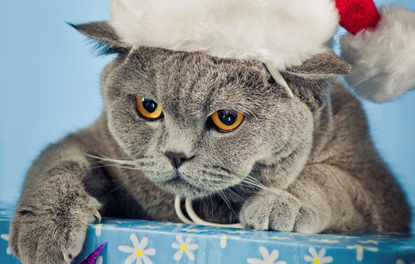 Новогодняя британская короткошерстная кошка