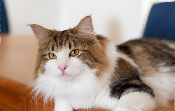 Благородная норвежская лесная кошка