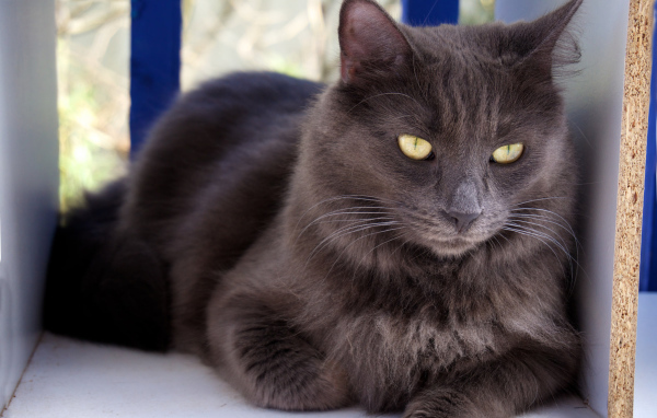 Благородный кот нибелунг