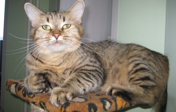 Благородный кот пиксибоб