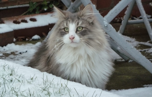 Норвежская лесная кошка зимой