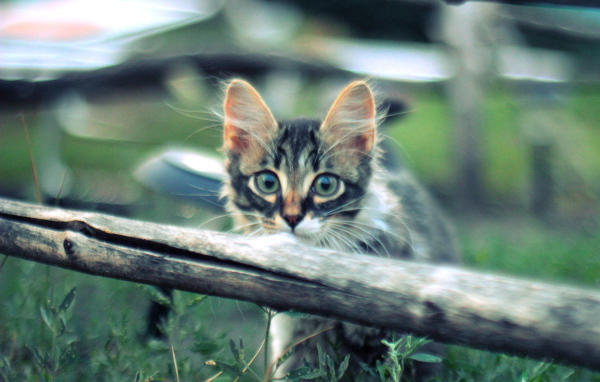 Котенок норвежской лесной кошки