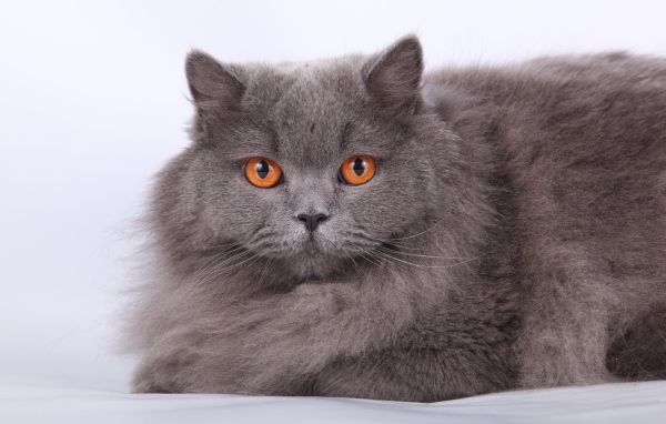 Оранжевые глаза британской длинношерстной кошки