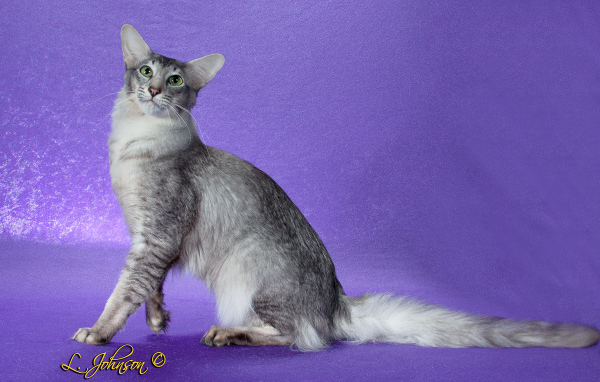 Ориентальная длинношерстная кошка позирует