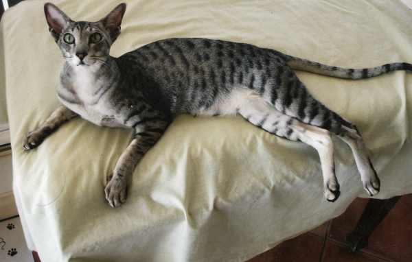Ориентальная короткошерстная кошка на кровати