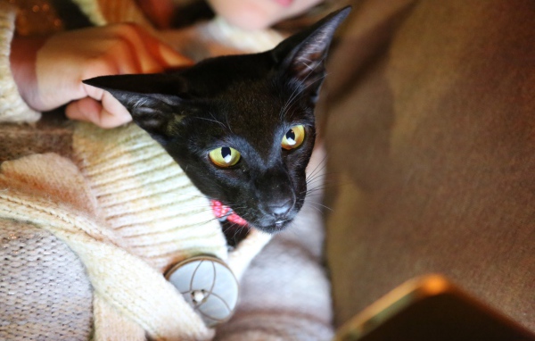 Ориентальная короткошерстная кошка в свитере