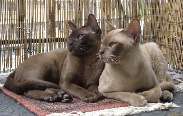 Пара бурманских кошек