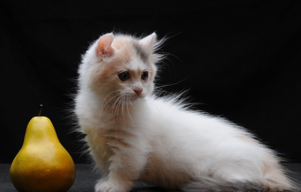 Груша и котенок манчкин